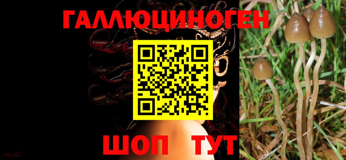 Осинники  Галлюциногенные грибы Cubensis  Вход с VPN 